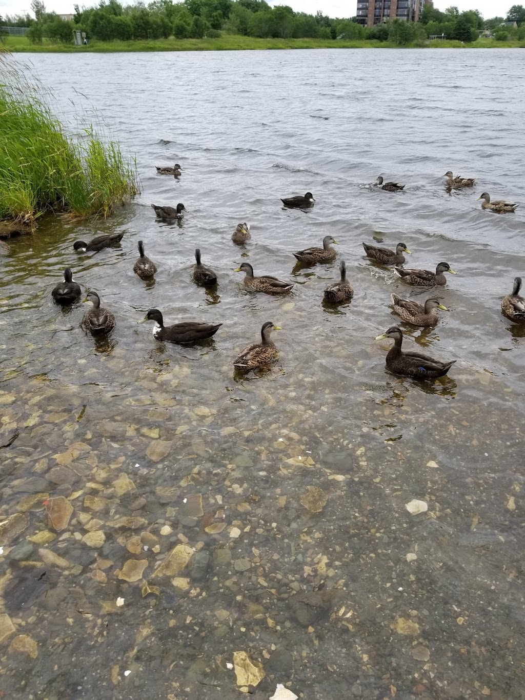Kennys Pond Park | Kennys Pond Walk, St. Johns, NL A1A 0E4, Canada