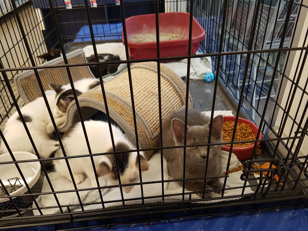 PetSmart | 507 Lakeshore Rd E, Mississauga, ON L5G 1H9, Canada | Phone: (905) 278-0101