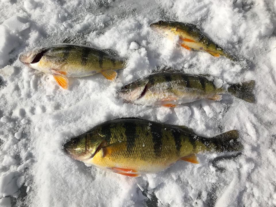 iCatchAdventures | Innisfil, ON L9S 4B9, Canada | Phone: (416) 900-8840