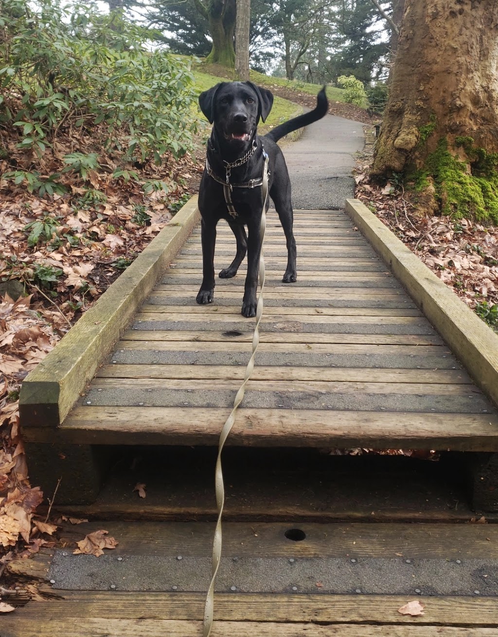 Wilke Walks (Eat.Play.Love!) | 509 17th St E, North Vancouver, BC V7L 2W4, Canada | Phone: (778) 917-1270