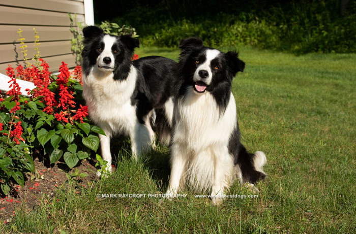Asset Kennels | Hald Dunn townline, road, Canfield, ON N0A 1C0, Canada | Phone: (613) 661-1815