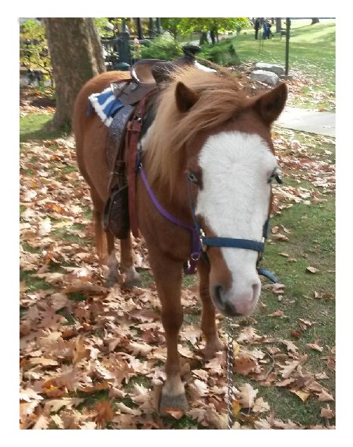 Fox Lair Stables | 843 Concession 1 Rd, Canfield, ON N0A 1C0, Canada | Phone: (905) 774-1373