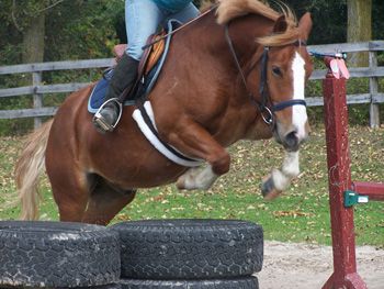 Charlies Pride Ponies | 148 Ramsey Rd, Little Britain, ON K0M 2C0, Canada | Phone: (705) 357-3894