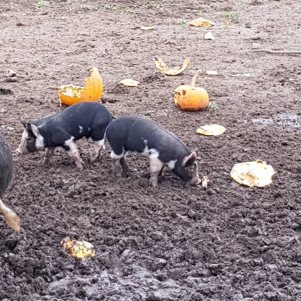 Harrington Lane Farms | Flamborough, Hamilton, ON N0B 2J0, Canada | Phone: (289) 895-8000