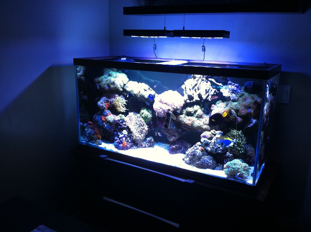 Shiny Fish Ltd | 14770 64 Ave #103, Surrey, BC V3S 1X7, Canada | Phone: (604) 649-1301
