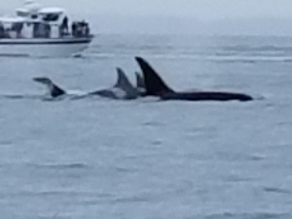 Orcas Island Whale Watch and Deer Harbor Charters | 5164 Deer Harbor Rd, Deer Harbor, WA 98243, USA | Phone: (360) 376-5989