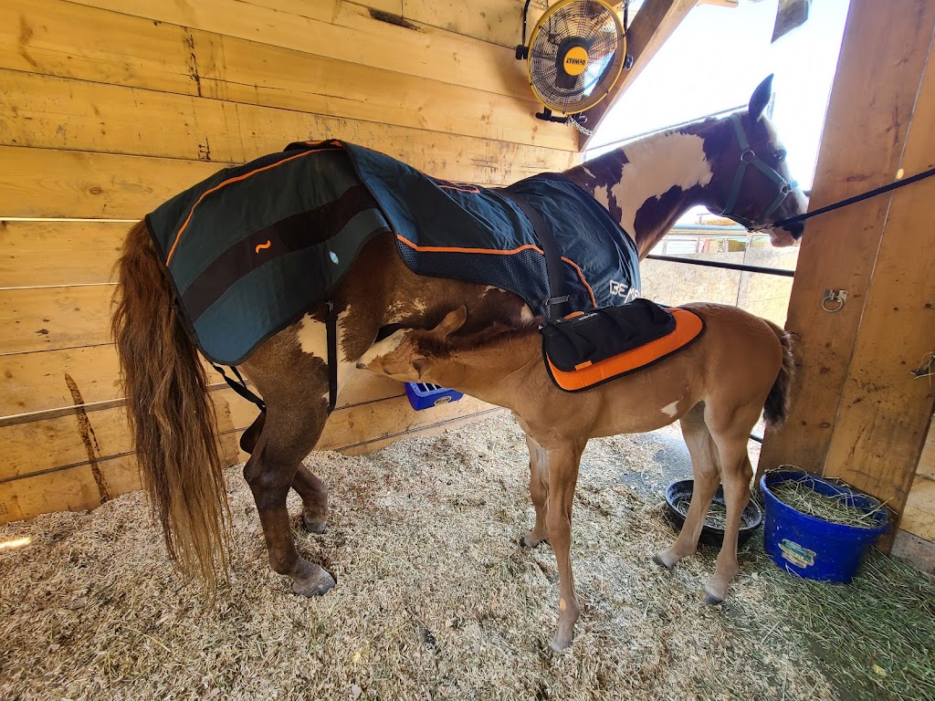 Hillside Stables Inc | 7465 Upper Prairie Rd, Chilliwack, BC V4Z 1J4, Canada | Phone: (604) 795-1504