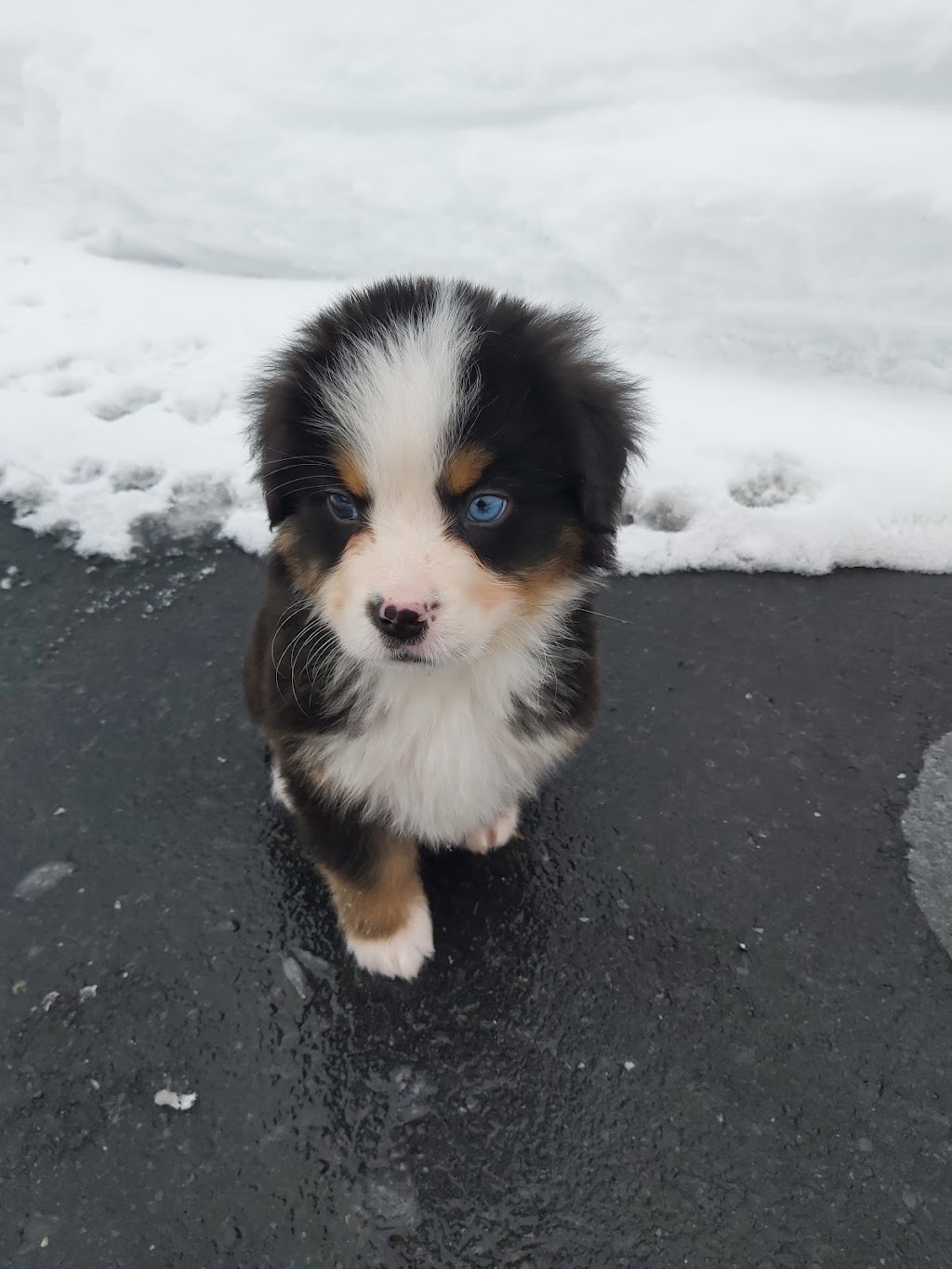 les compagnons de vie | 2261 Rte du Président-Kennedy, Saint-Isidore, QC G0S 2S0, Canada | Phone: (418) 952-5078