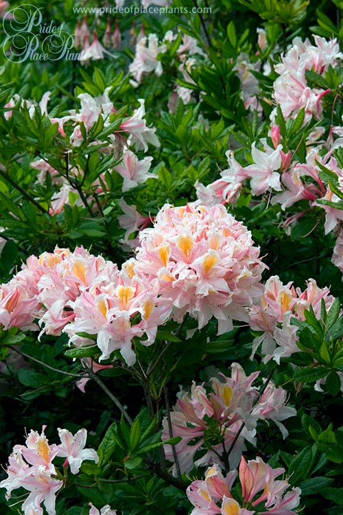 Pride of Place Plants | 6110 Old East Rd, Victoria, BC V8Y 1V6, Canada | Phone: (250) 652-6713