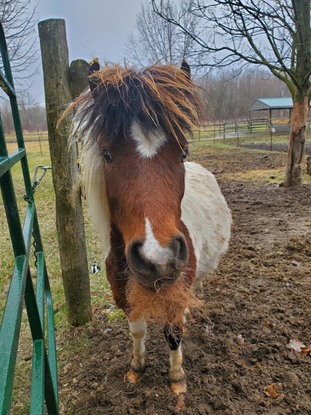 BR Equestrian Centre | 241 Harley Rd, Harley, ON N0E 1E0, Canada | Phone: (519) 755-1377