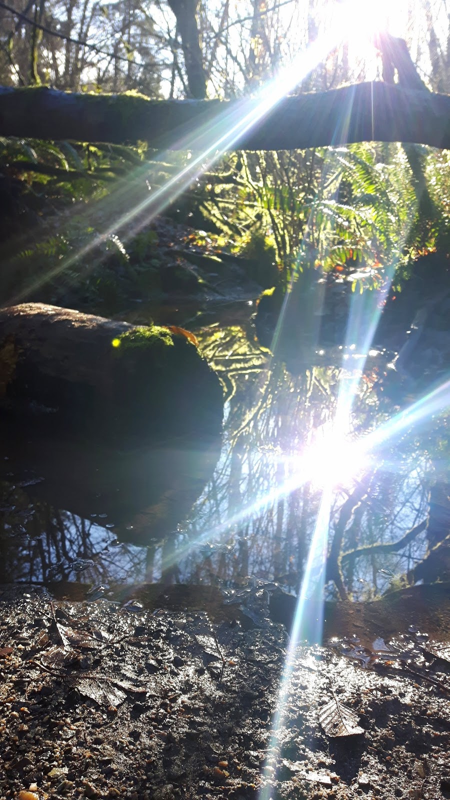Sunnyside Park Trails | 14735 28 Ave, Surrey, BC V4P 1P4, Canada