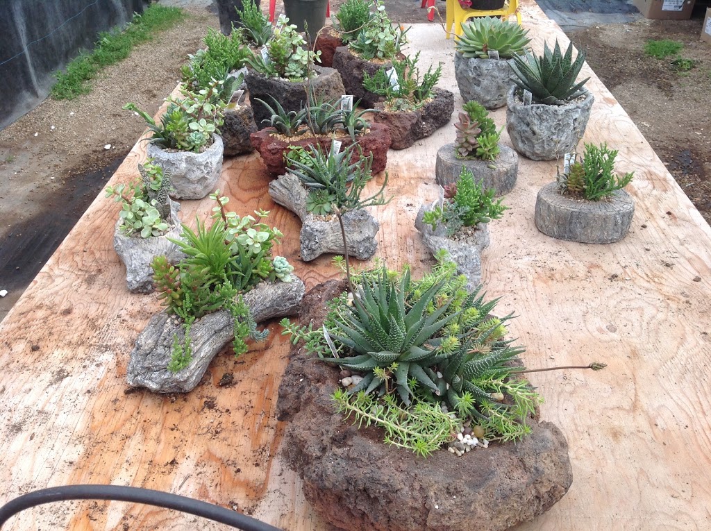 BMR Greenhouses & Water gardens | 24176 Township Road 500, Leduc County, AB T4X 0R1, Canada | Phone: (780) 986-0787