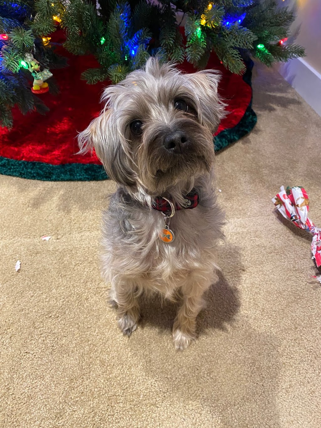 Pawsitive Solutions Dog Training | 5600 Centre St N, Calgary, AB T2K 0T3, Canada | Phone: (403) 467-9076