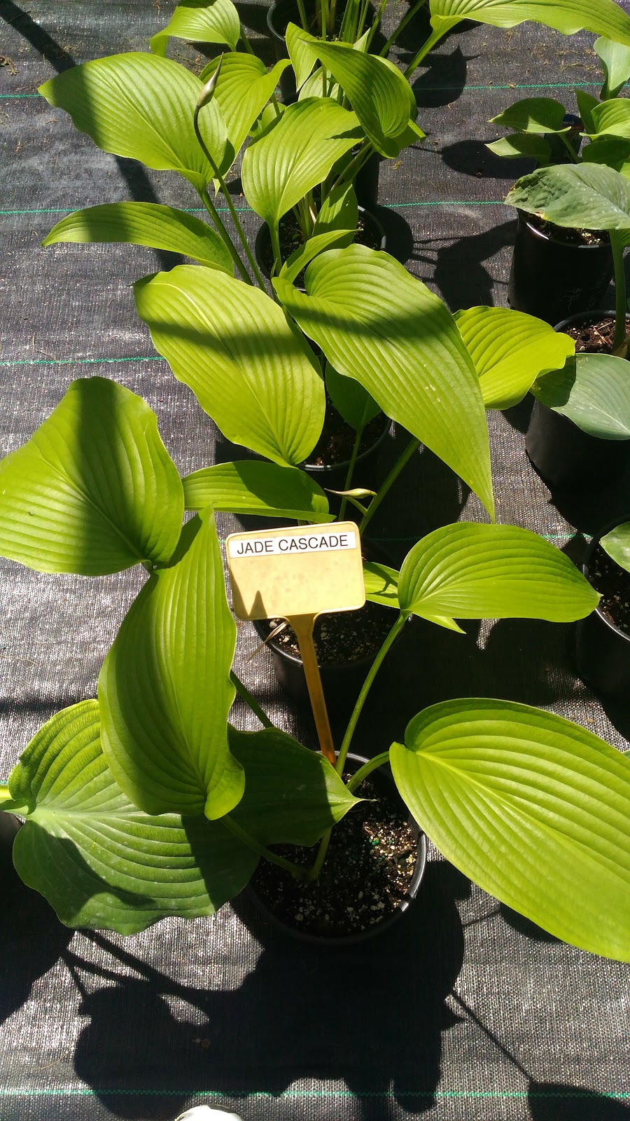 Hosta Choice Gardens | 4897 Irish Dr, Appin, ON N0L 1A0, Canada | Phone: (519) 289-5471