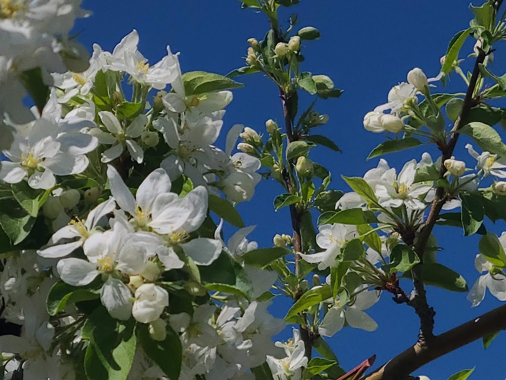 Jude-Pomme | 223 Rang Sainte-Sophie, Oka, QC J0N 1E0, Canada | Phone: (450) 479-6080