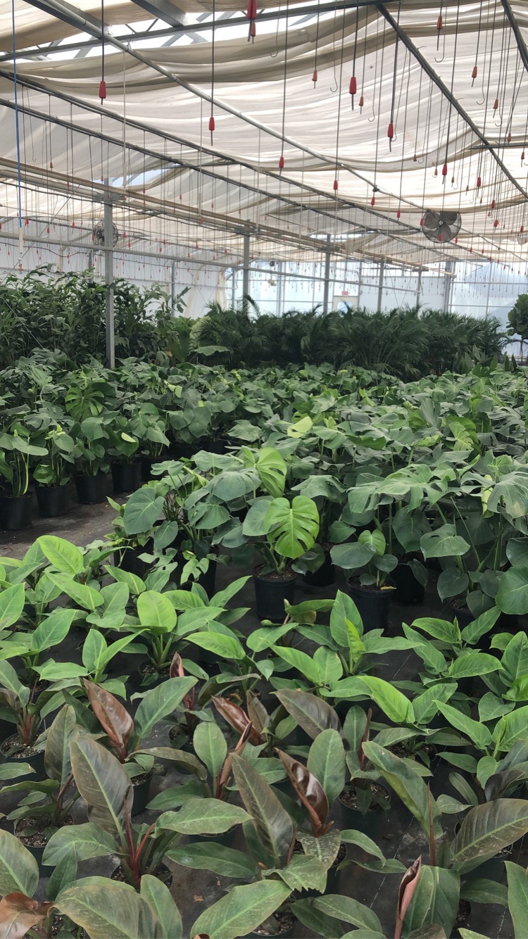 Tropical Trading Co. | 1222 Norfolk County Rd 19, Wilsonville, ON N0E 1Z0, Canada | Phone: (519) 755-1285