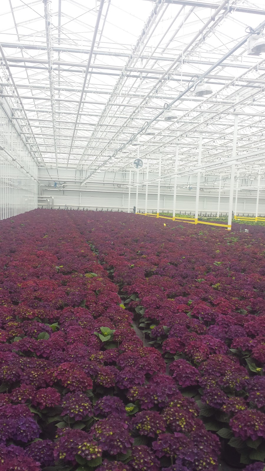 One Floral/Seacliff Farms | 451 Seacliff Dr W, Leamington, ON N8H 4C9, Canada | Phone: (519) 322-2544