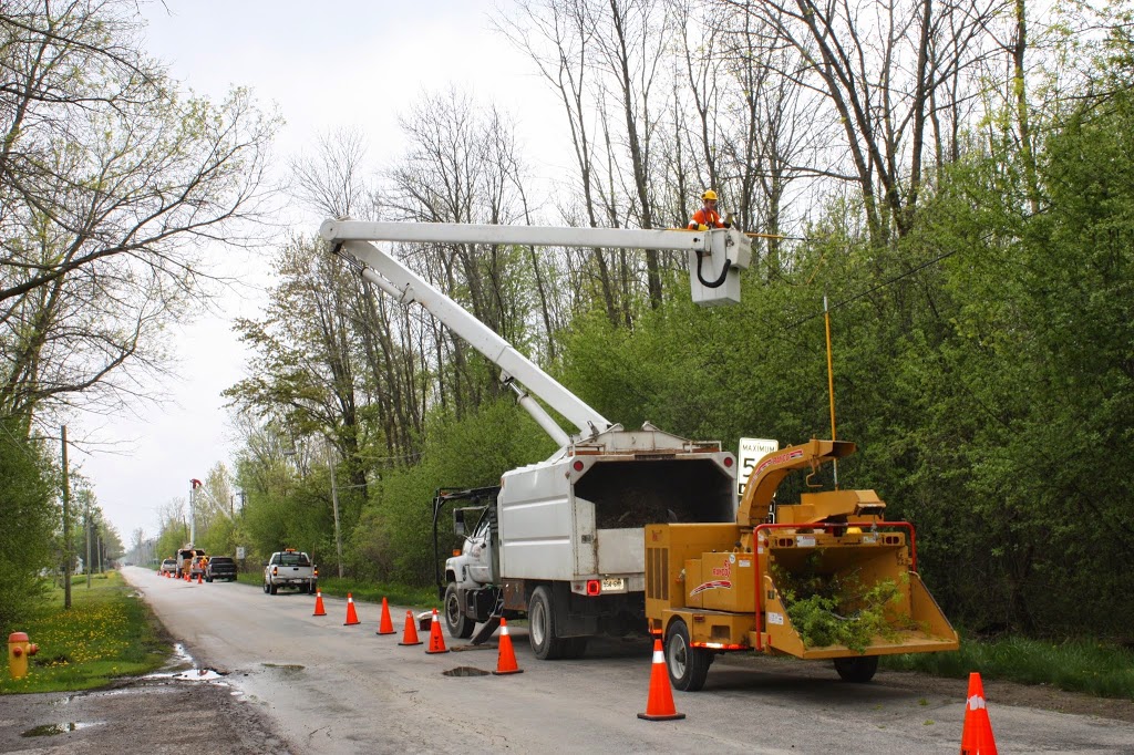 Wyoming Tree Service | 499 Plympton St, Wyoming, ON N0N 1T0, Canada | Phone: (519) 845-0847