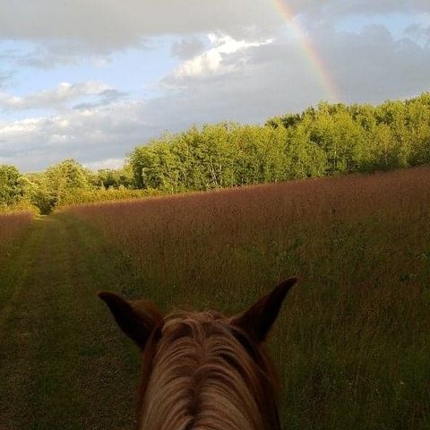 Hidden Valley Horses | 9146 Sundown Rd N, Sundown, MB R0A 2C0, Canada | Phone: (204) 326-5544
