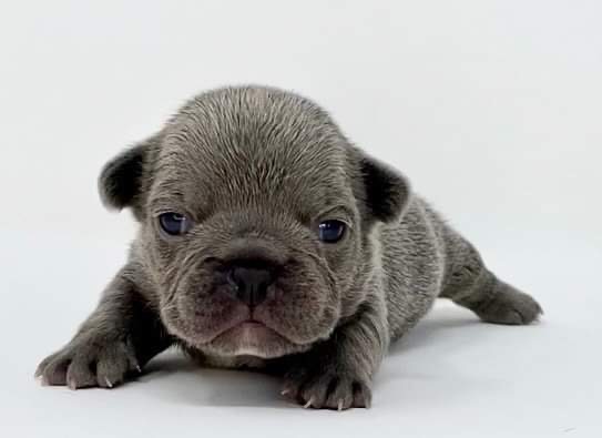 Elite Frenchies | 140 Sagewood Blvd SW #202, Airdrie, AB T4B 3H5, Canada | Phone: (902) 471-2321