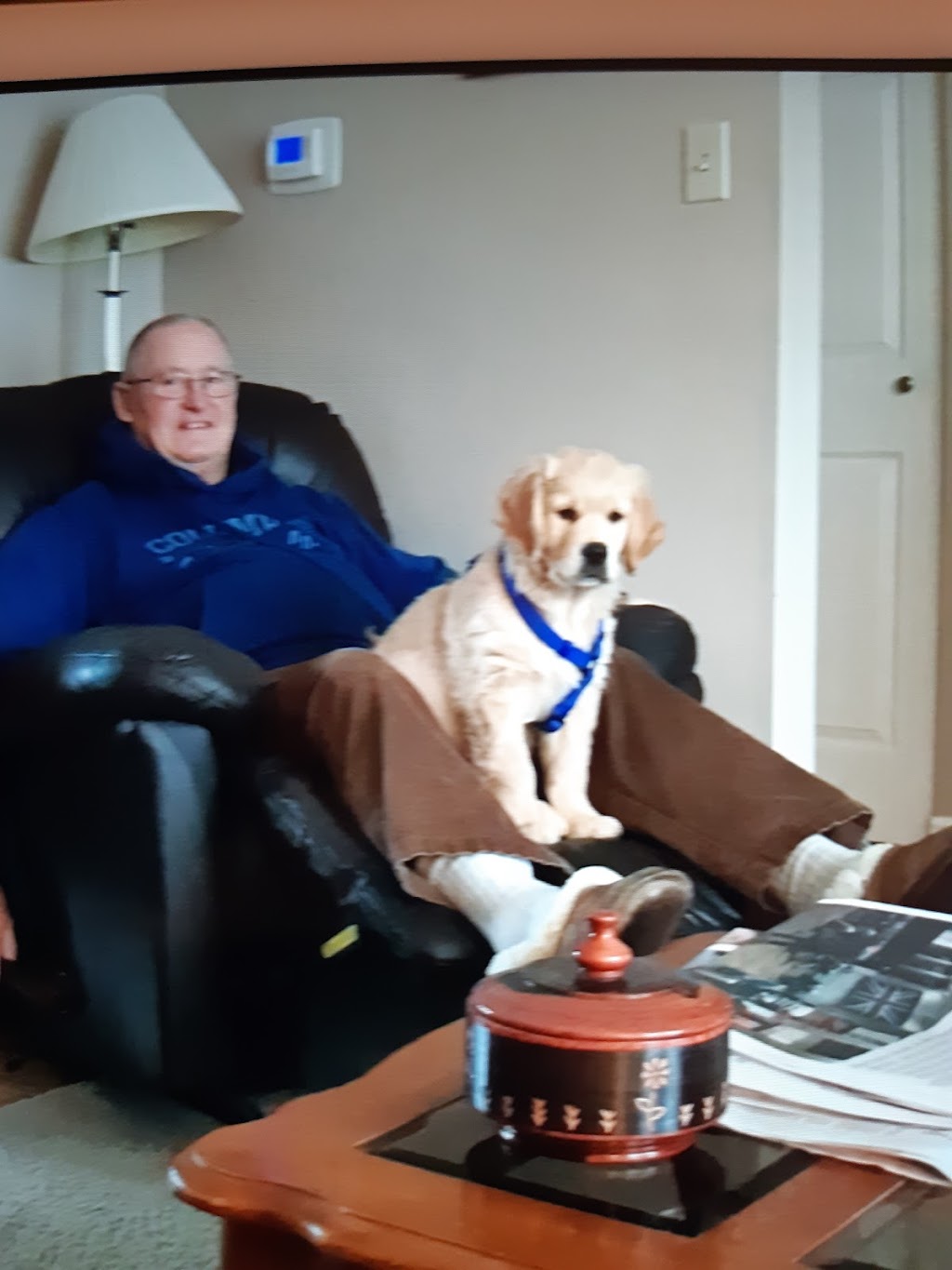 Blue Heron Golden Retrievers | 1311 Upper Scotch Line, Perth, ON K7H 3C9, Canada | Phone: (613) 264-0203