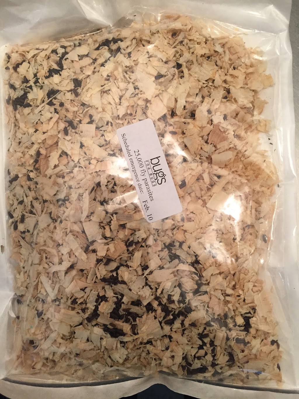 Bugs For Bugs | 86 Yarmouth St Suite 201, Guelph, ON N1H 4G3, Canada | Phone: (519) 836-8166