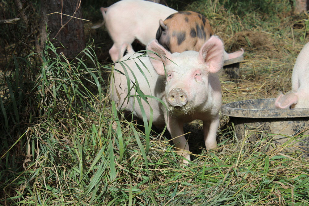 Rockcliffe Farm - Naturally Raised Meat & Produce | 388114 Mono Centre Rd, Mono, ON L9W 6V8, Canada | Phone: (905) 505-6650