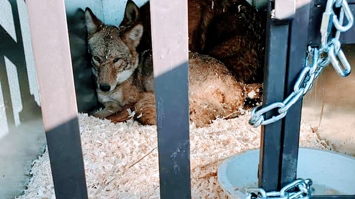 Top gun wildlife services | Deseronto Rd, Marysville, ON K0K 2N0, Canada | Phone: (613) 661-5686