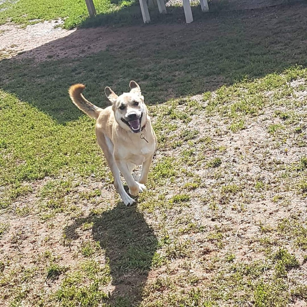 PEI Humane Society | PEI Humane Society, 309 Sherwood Rd, Charlottetown, PE C1E 0E5, mailing, 309 Sherwood Rd, Charlottetown, PE C1A 9E3, Canada | Phone: (902) 892-1190