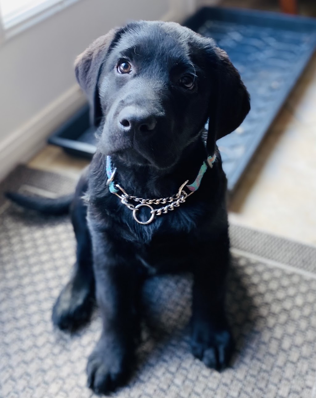Tristan Finn Labradors & Service Dogs | 1965 Division Rd E, Severn, ON L3V 0X8, Canada | Phone: (705) 619-2211