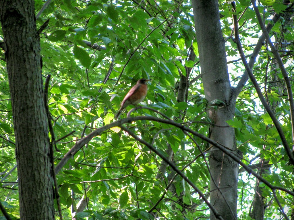 Société de conservation, dinterprétation et de recherche de Ber | Rue de Frontenac, Saint-Ignace-de-Loyola, QC J0K 2P0, Canada
