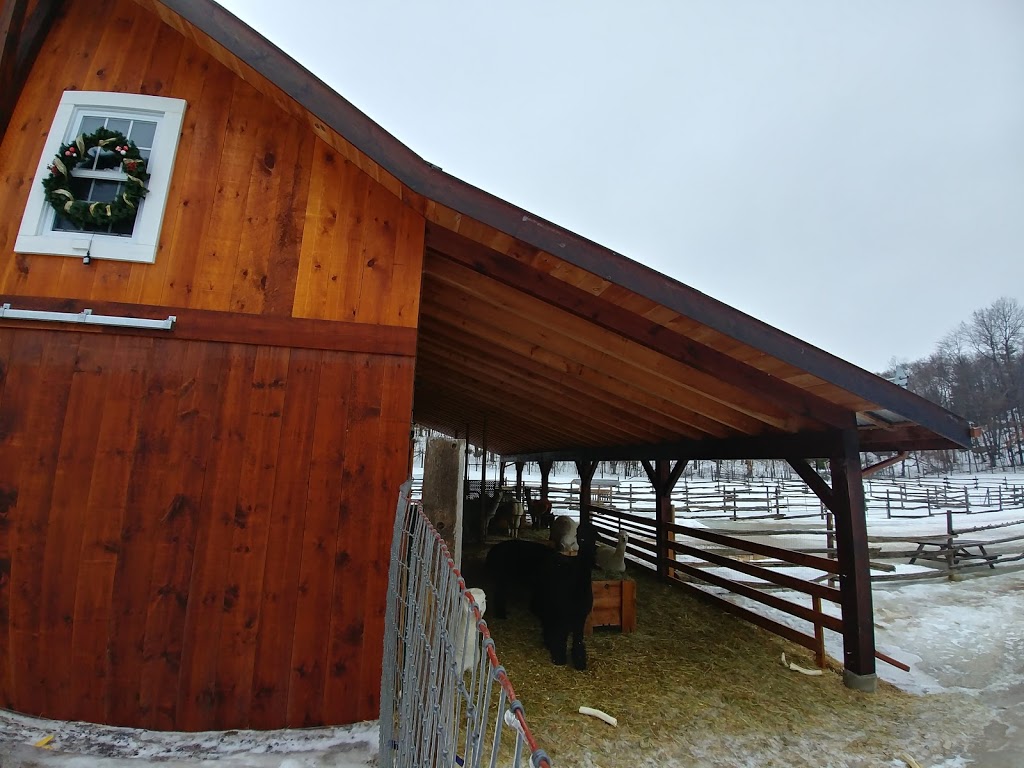 Alpagas Chelsea Alpacas | 1594 Route 105, Chelsea, QC J9B 1P4, Canada | Phone: (819) 459-1626