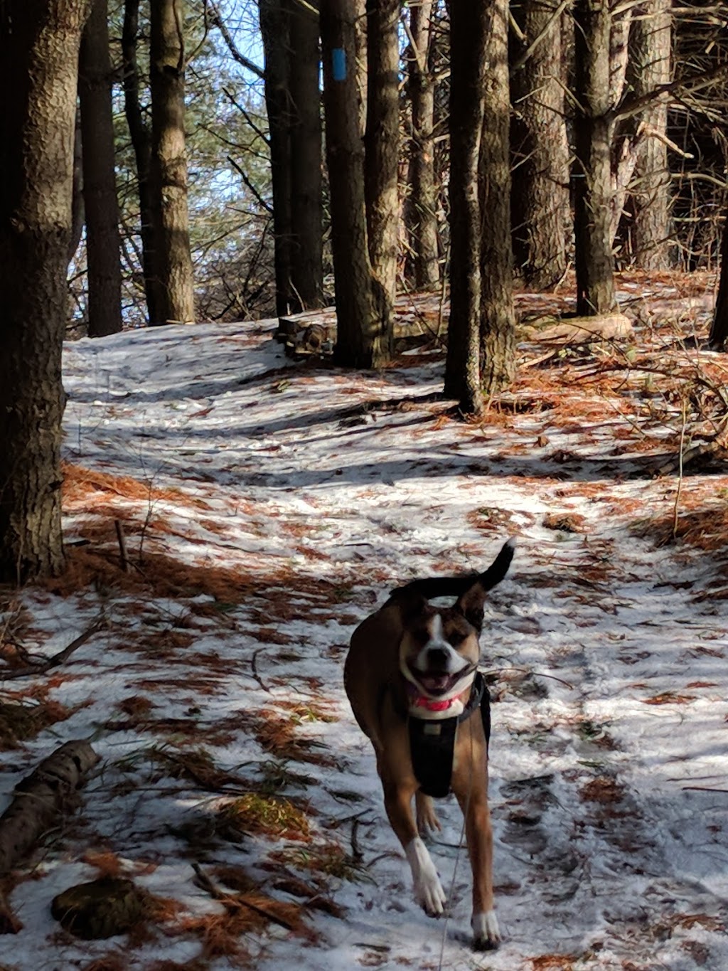 Goodwood Conservation Area | Cedar Valley, ON L0G 1E0, Canada