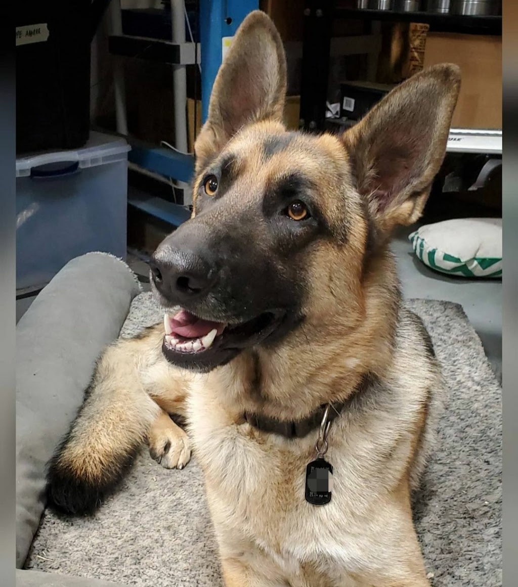 Avon Animal Hospital | 19475 Fraser Hwy, Surrey, BC V3S 6K7, Canada | Phone: (604) 532-7600