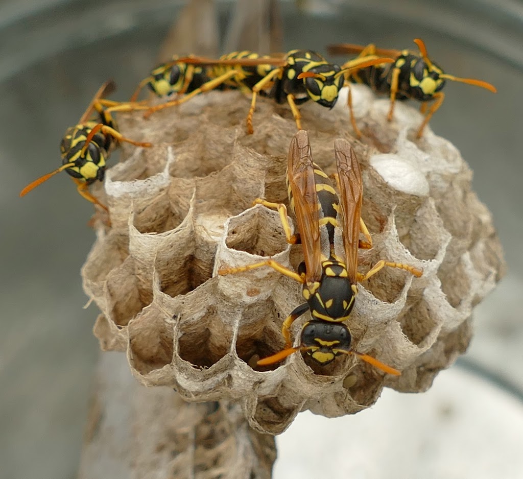 Pest Kings Wildlife & Pest Control Alliston | 140 Victoria St E, Alliston, ON L9R 1K6, Canada | Phone: (647) 988-5034