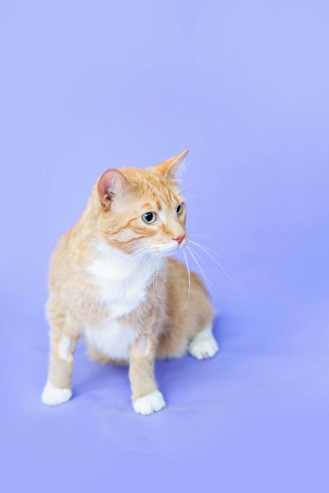 Glanbrook Veterinary Services | 2273 Upper James St, Mount Hope, ON L0R 1W0, Canada | Phone: (905) 679-6739
