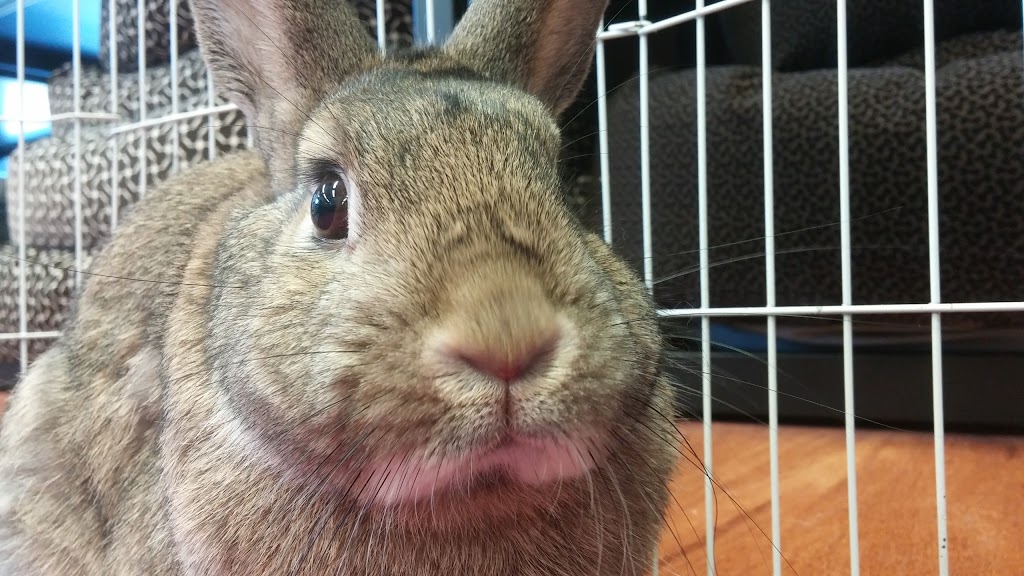 Pet Valu | 1422 Fanshawe Park Rd W, London, ON N6G 0A4, Canada | Phone: (519) 474-2727