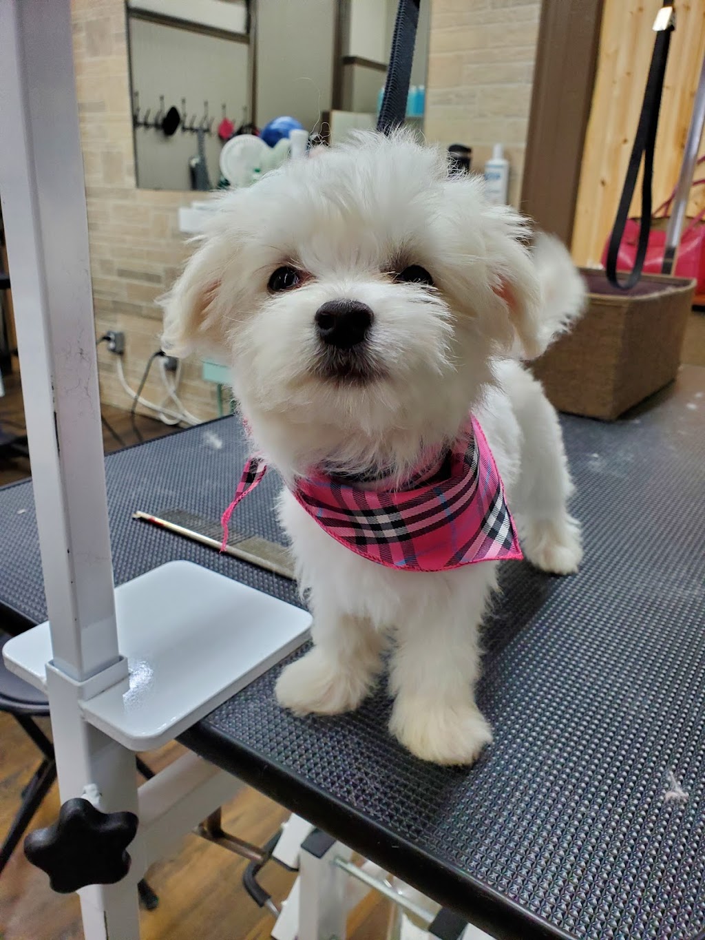 Fluff & Stuff Dog Grooming | 81 Talbot St E, Aylmer, ON N5H 1H3, Canada | Phone: (519) 639-6575