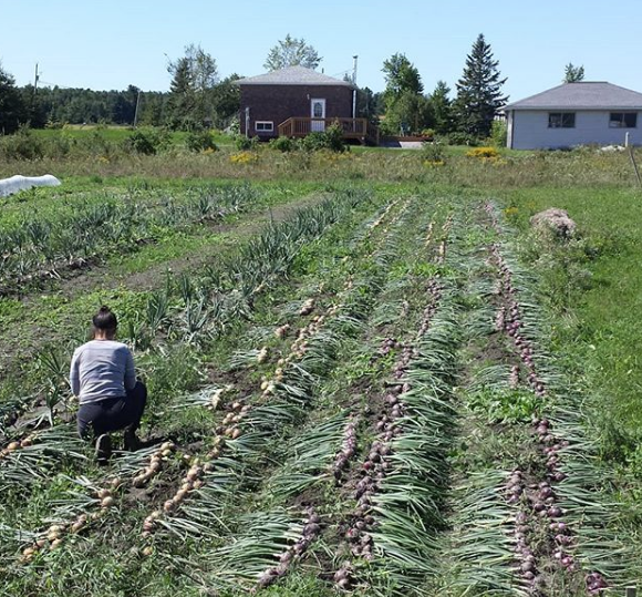 Field Good Farms | 1345 Levac Rd, Cache Bay, ON P0H 1G0, Canada | Phone: (705) 978-1664