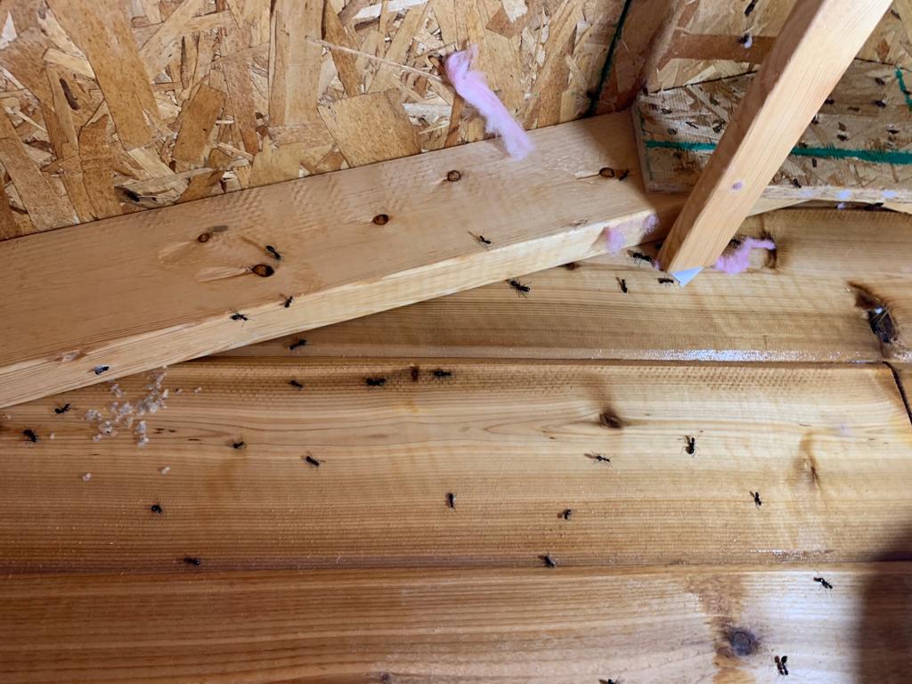 Active Pest Control Surrey/Langley | 8969 146 St, Surrey, BC V3R 3S7, Canada | Phone: (778) 695-7777