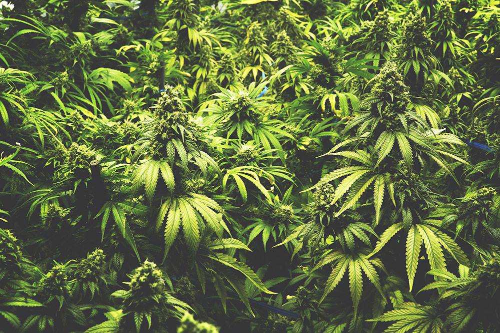 NEK CBD | 95 Main St, Newport, VT 05855, USA | Phone: (802) 766-1223