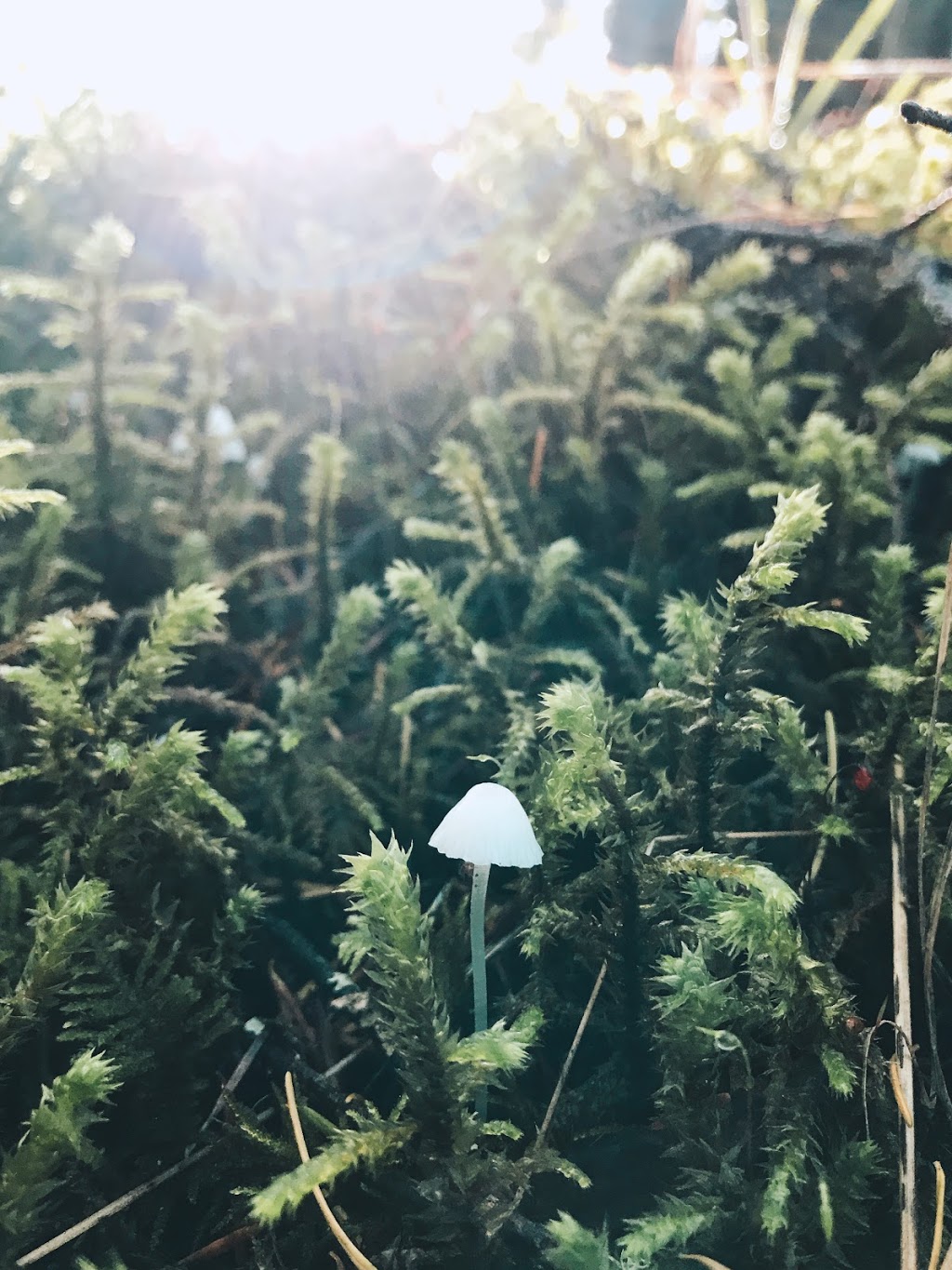 Wildwood Ecoforest | 2929 Crane Rd, Ladysmith, BC V9G 1C8, Canada