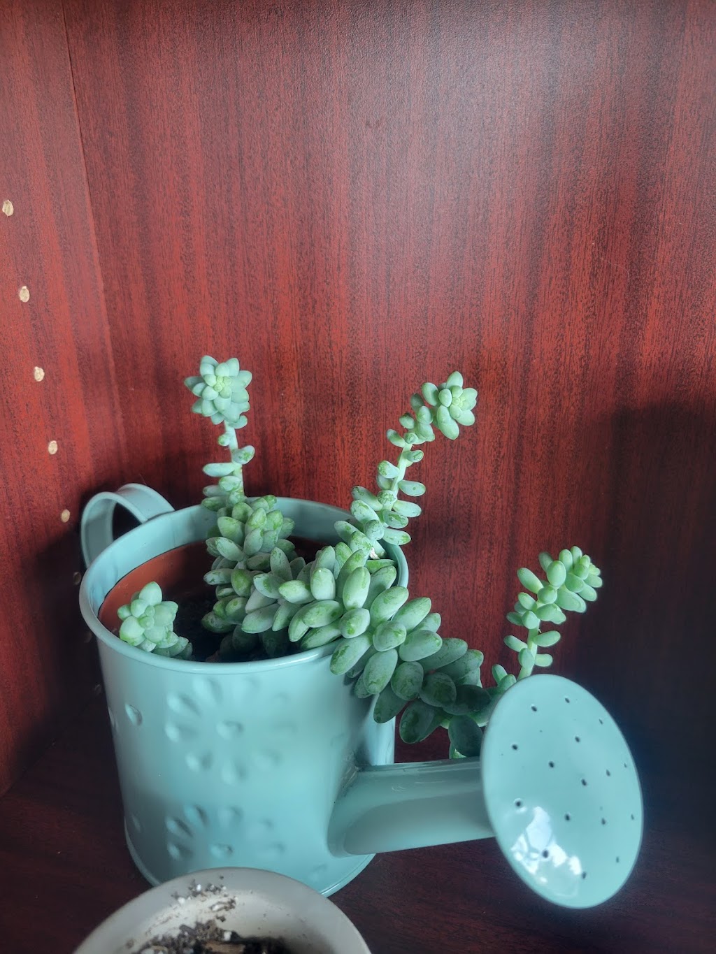 My Little Greenhouse | 260300 Writing Creek Cres Unit C2, Balzac, AB T4A 0G3, Canada | Phone: (825) 735-4858