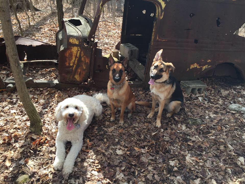 Pawsitive Canine Connection | RR#2, 6444 Line 86, West Montrose, ON N0B 2V0, Canada | Phone: (519) 500-3594