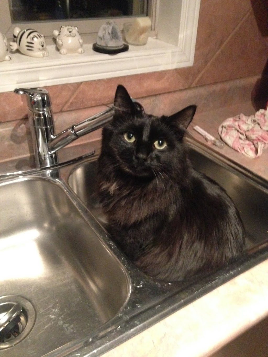 Gurr & Purr Professional Pet Sitting | Tomahawk Dr, Grimsby, ON L3M 5G5, Canada | Phone: (289) 683-6369
