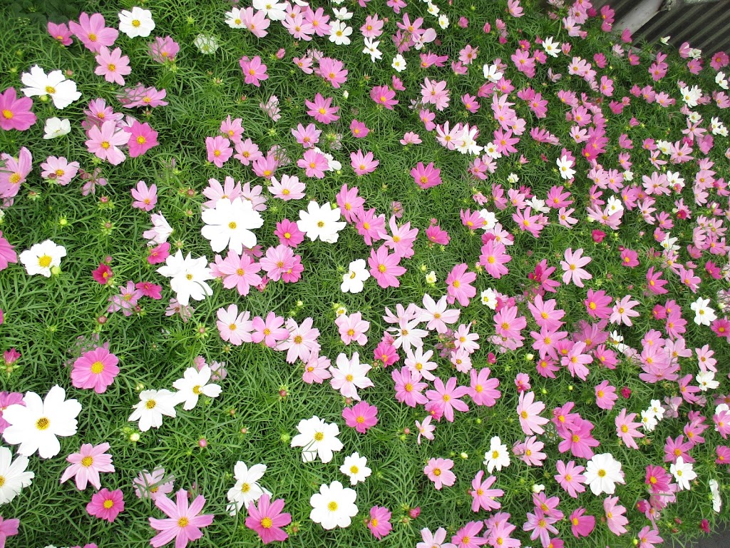 Riverside Greenhouses | 727266 Sideroad 22C, Heathcote, ON N0H 1N0, Canada | Phone: (519) 599-3533