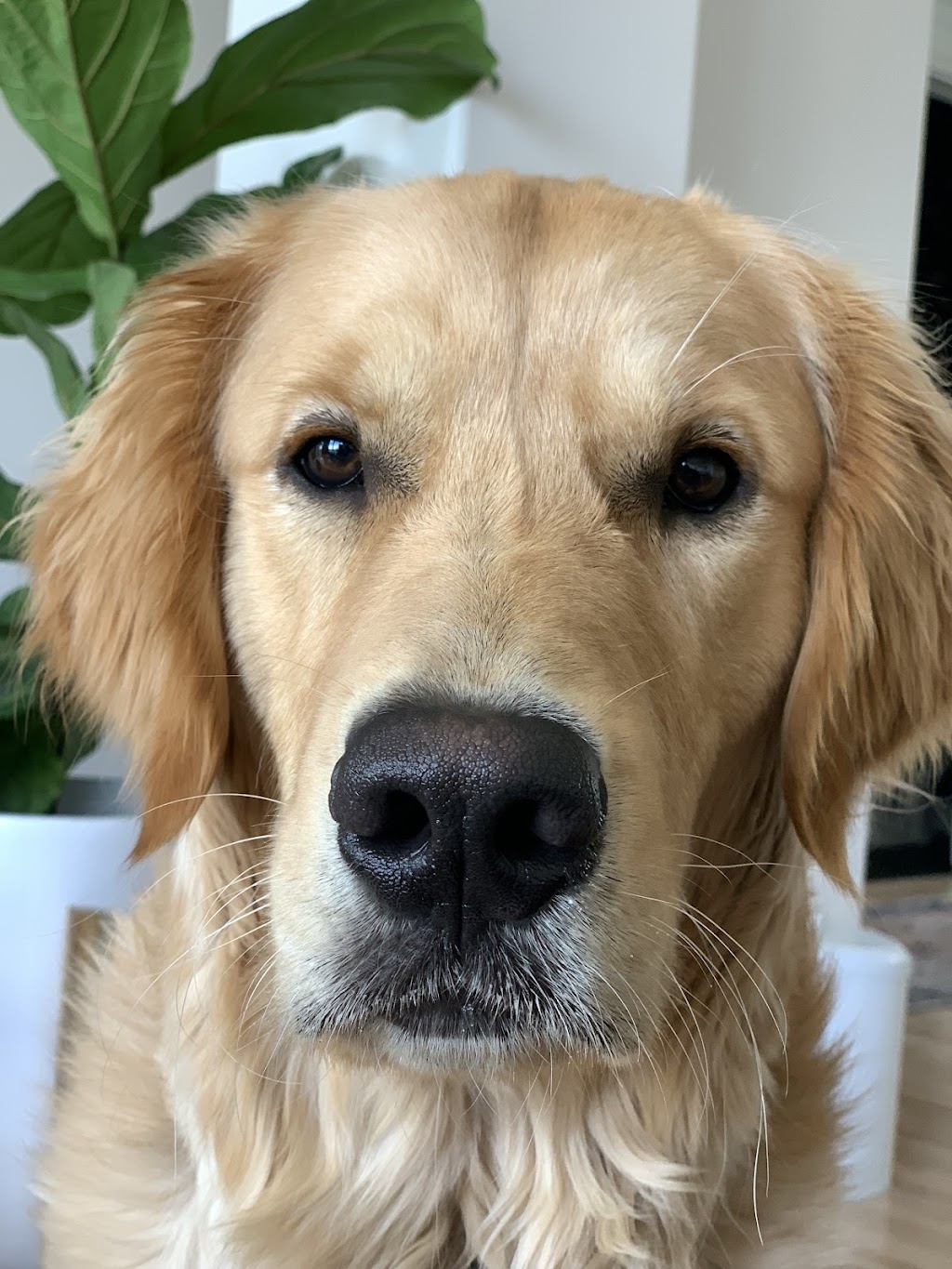 Bedford Parks Animal Hospital | 35 Bloom Ln Unit 100, Bedford, NS B4B 2E6, Canada | Phone: (902) 445-4551