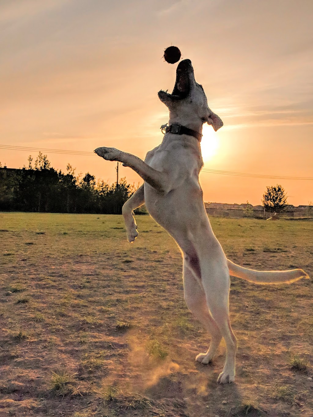 Nose Creek Off-Leash Park | Airdrie, AB T4B 1A4, Canada