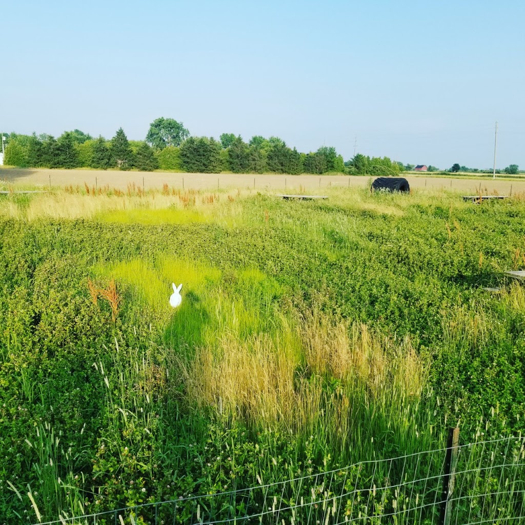 Amherstburg Bunny Meadow | 5530 Alma St, Amherstburg, ON N9V 0C8, Canada | Phone: (519) 819-5247