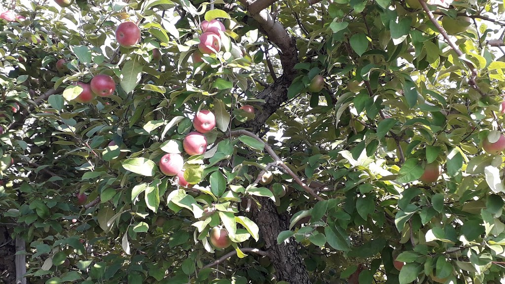 Orchard The Old Barn | 1245 Rang Double, Rougemont, QC J0L 1M0, Canada | Phone: (450) 469-4087